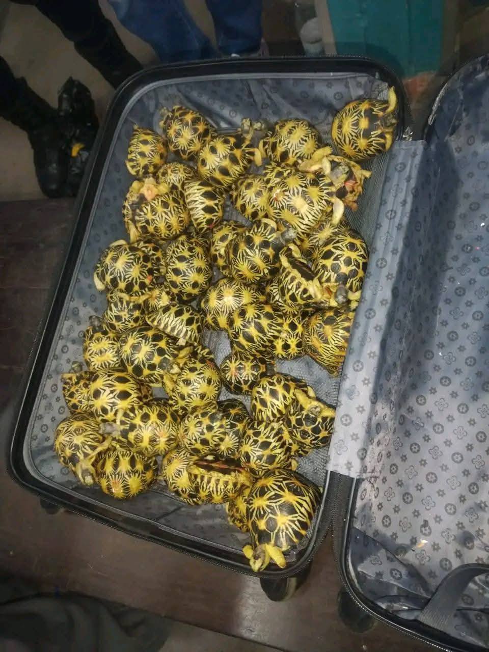 Schmuggelware Schildkröten (c) FB