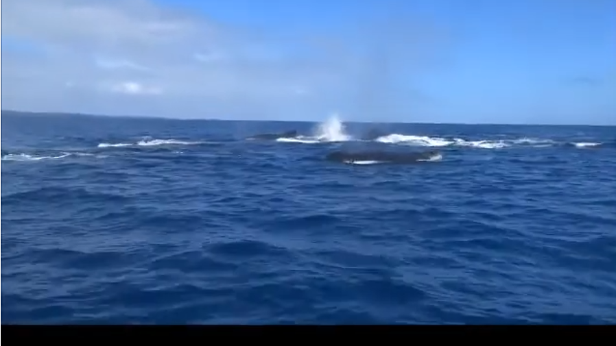 Ankunft der Buckelwale in Sainte-Marie