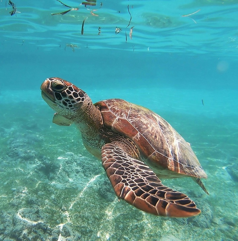 Eine Meeresschildkröte | © unplashed