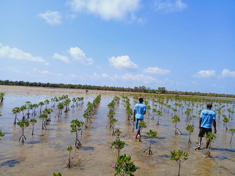 Wiederaufforstung von Mangrovenwäldern Mangroven