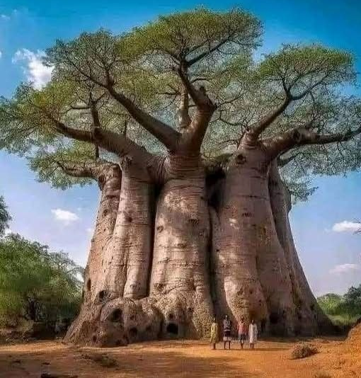 Baobab in Madagaskar