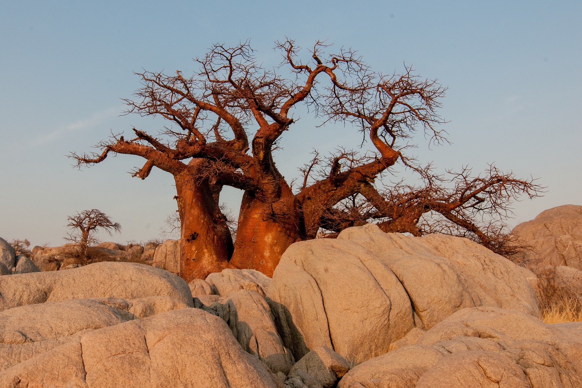 baobab