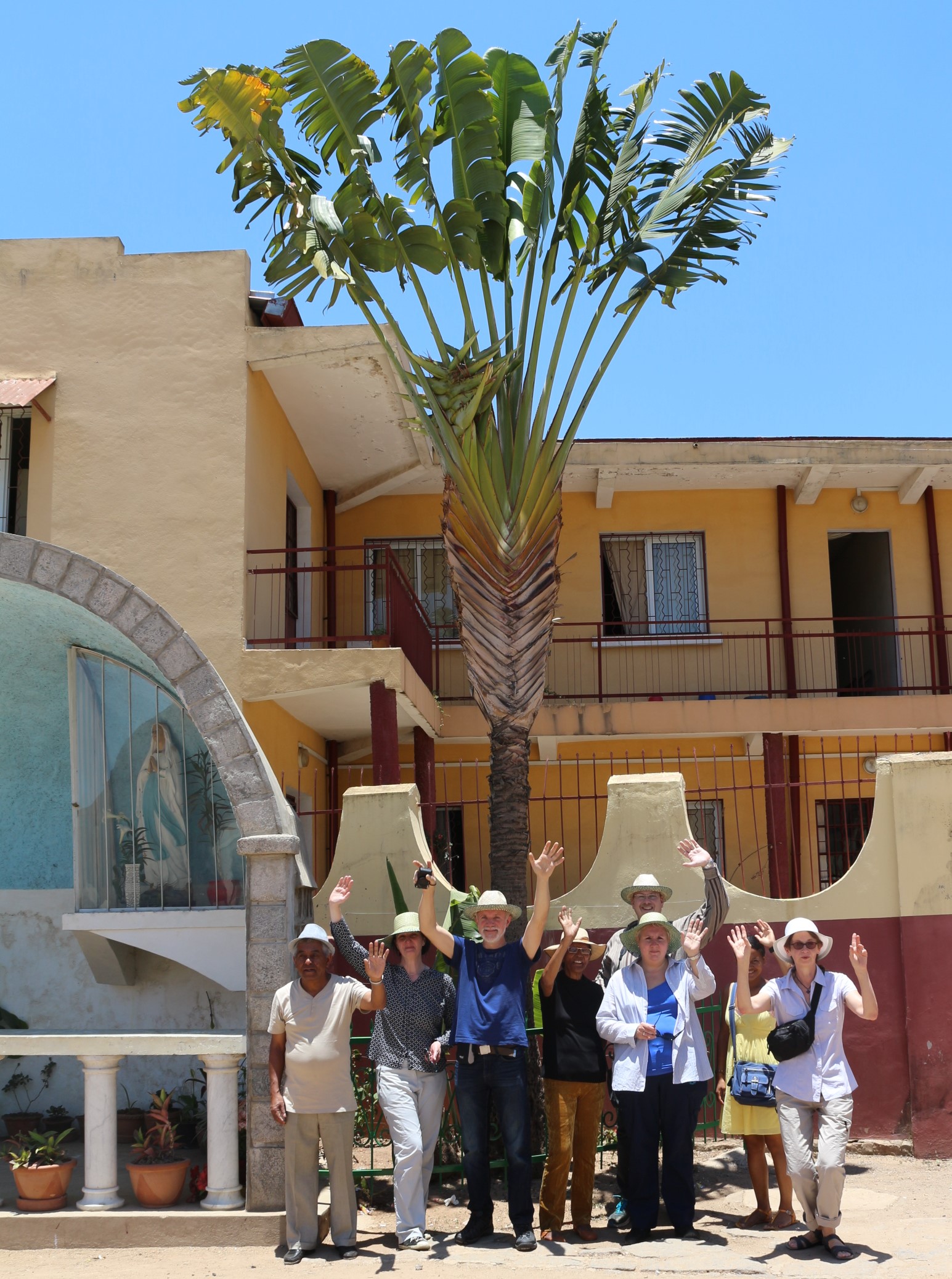 Der Baum der Reisenden