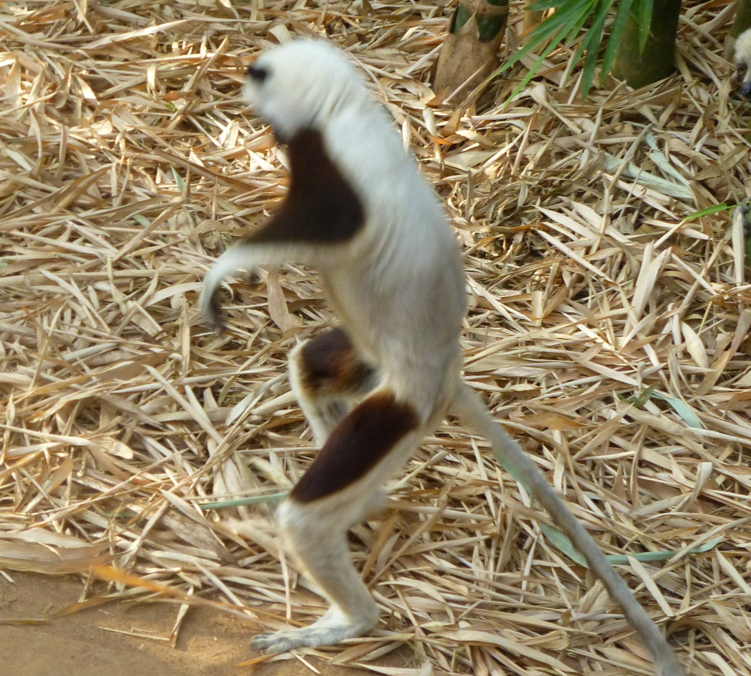 sifaka